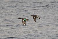 Anas crecca 03.Mar.09 (�������)